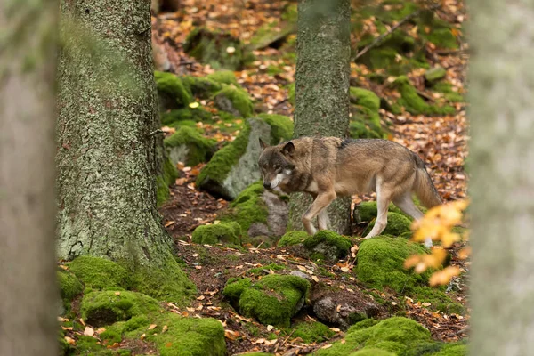 Male Eurasian Wolf Canis Lupus Lupus — Foto de Stock