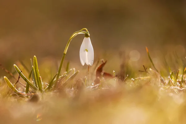 Closeup Snowdrop Flower Blurred Background —  Fotos de Stock