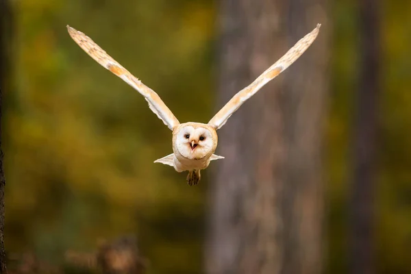 Bird Fauna Owl Close — Foto Stock