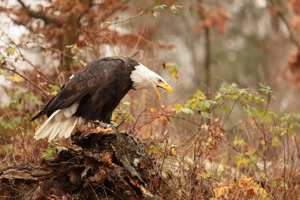Bald Eagle Portrait Natural Background — Stockfoto