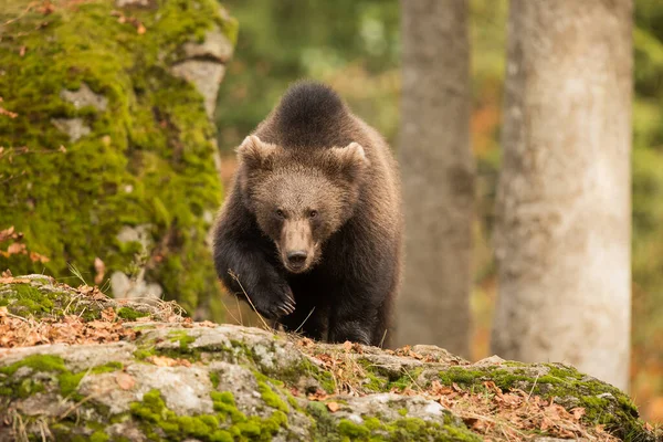 Brown Bear Wild Nature — Stock Photo, Image