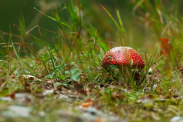 Closeup Mushroom Ground — Foto Stock