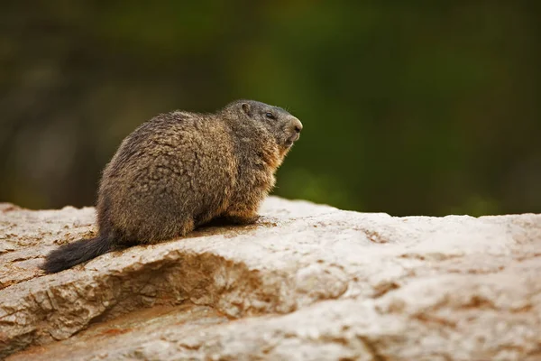 Small Mammal Marmot Wild — Zdjęcie stockowe