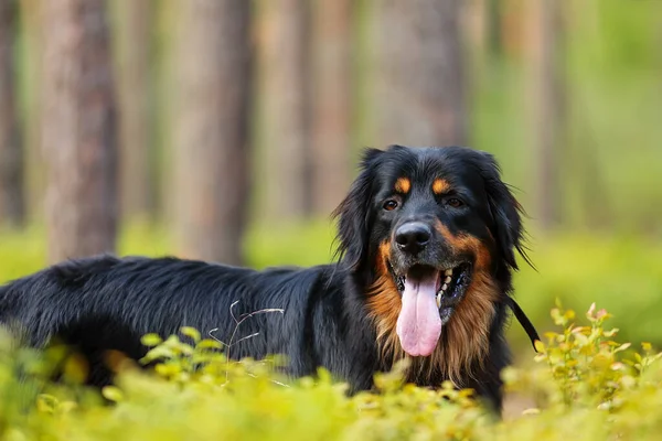 Dog Hovawart Gold Black — Stockfoto