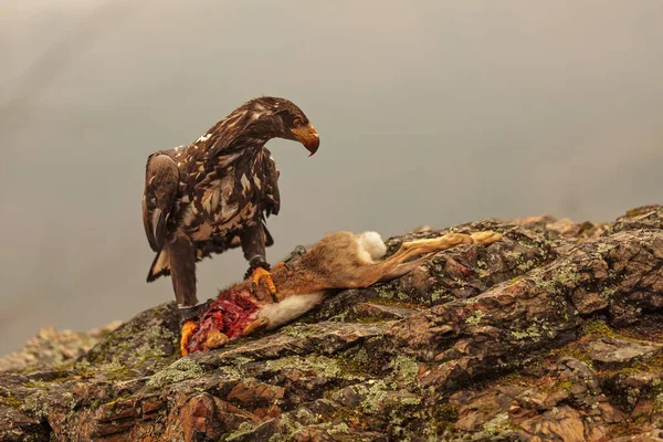 Eagle Wild Nature — Stock Photo, Image