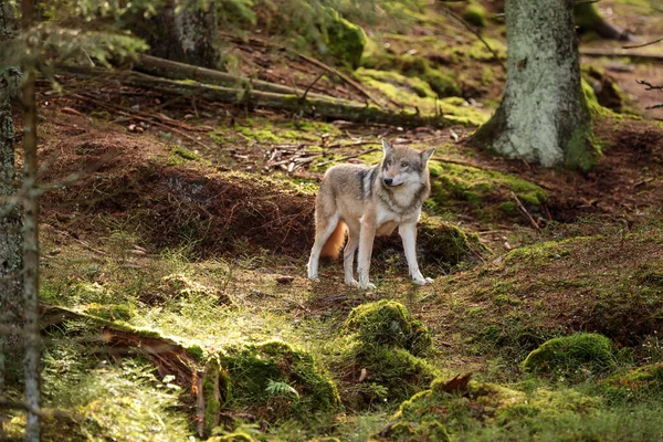 Male Eurasian Wolf Canis Lupus Lupus — Foto de Stock