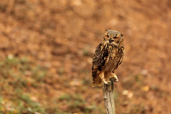 Bird Fauna Owl Forest — Stockfoto