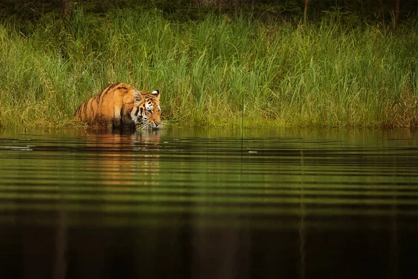 Cute tiger in wild nature