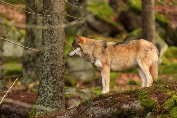 male Eurasian wolf (Canis lupus lupus)