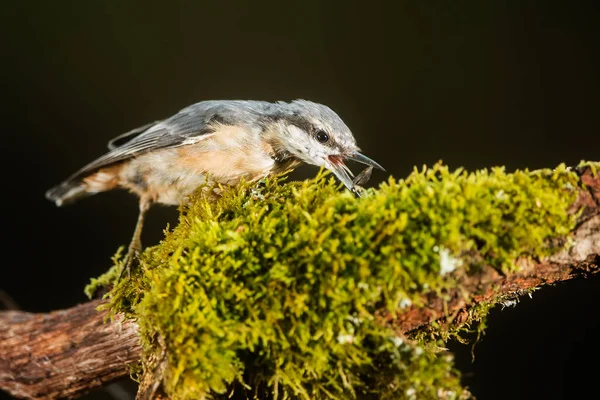 Eurasian Nuthatch Sitta Europaea — Stock Photo, Image