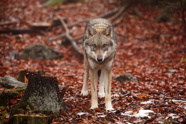 Male Eurasian Wolf Canis Lupus Lupus —  Fotos de Stock