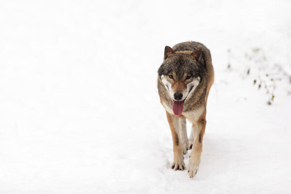 Male Eurasian wolf (Canis lupus lupus)