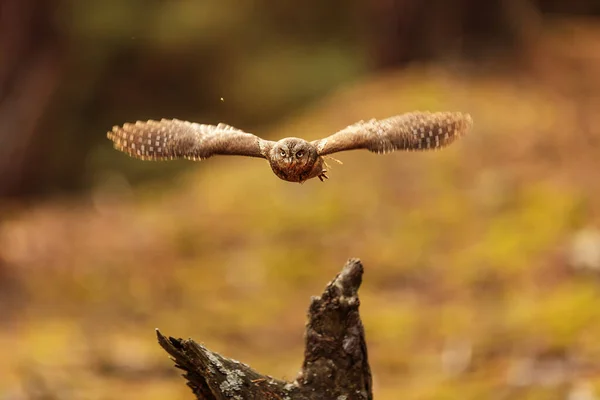 Bird Fauna Owl Flight — Stock Photo, Image