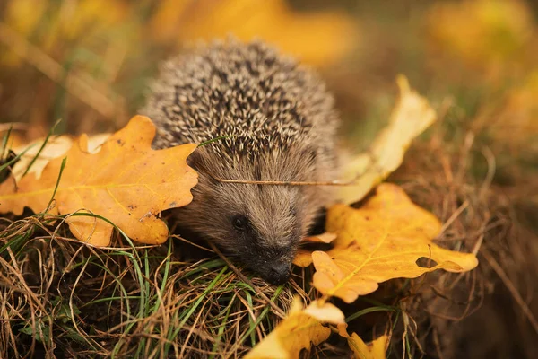 ヨーロッパのハリネズミ Erinaceus Europaeus は冬が始まる前に隠れ場所を探している — ストック写真