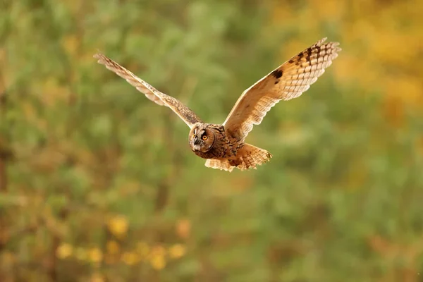 Bird Fauna Owl Flight — Stock Photo, Image