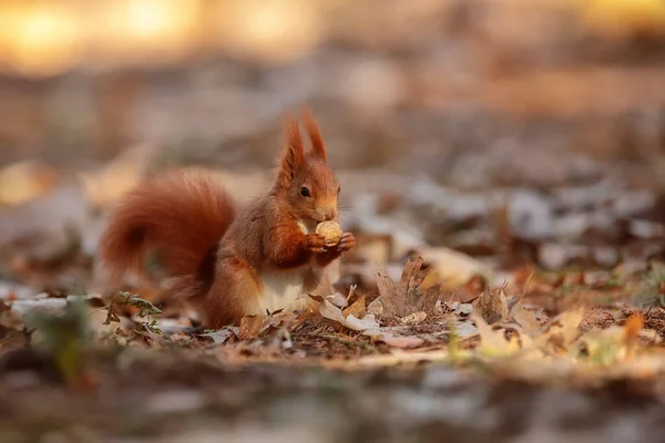 Cute Red Squirrel Sciurus Vulgaris — стоковое фото
