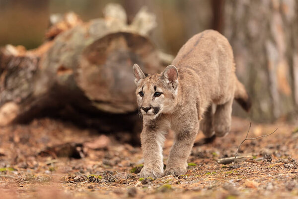 American cougar is hurry up to prey
