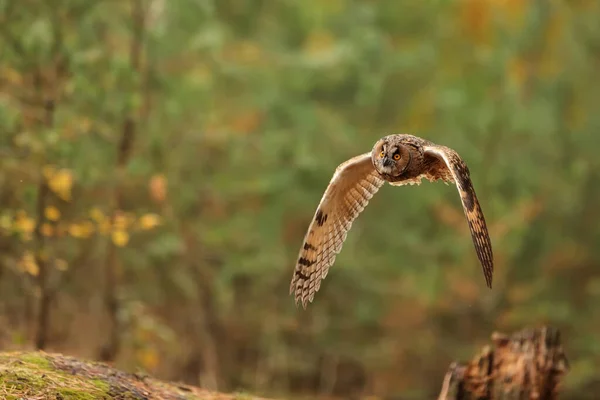 Bird Fauna Owl Flight — Φωτογραφία Αρχείου