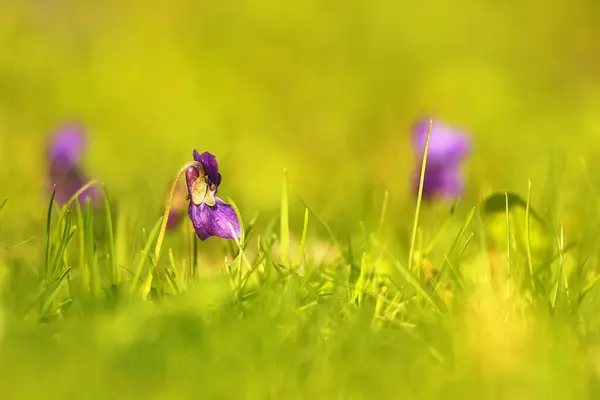 Closeup Violets Flowers Blurred Background — Fotografia de Stock
