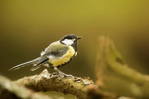 Eurasian Tit Park — Stock Fotó