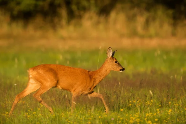 Cute Red Deer Cervus Elaphus — 스톡 사진