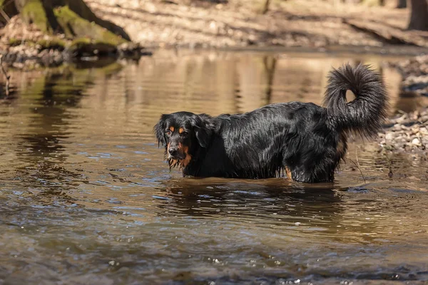 Dog Hovawart Gold Black Water Sunset — Foto de Stock