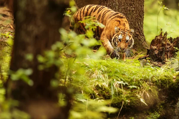 Cute tiger  portrait in  wild nature