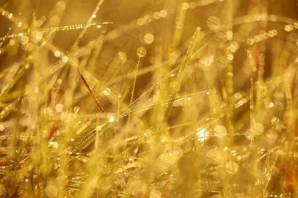 Wet Grass Field Flora — Stockfoto