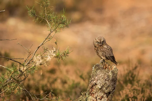 Bird Fauna Owl Close — ストック写真