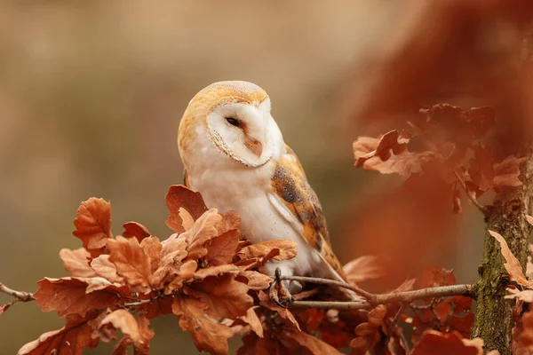 Bird Fauna Owl Close — Stok fotoğraf