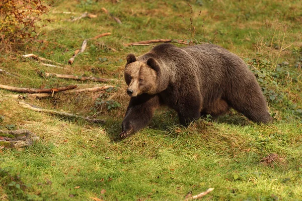 Bruine Beer Wilde Natuur — Stockfoto