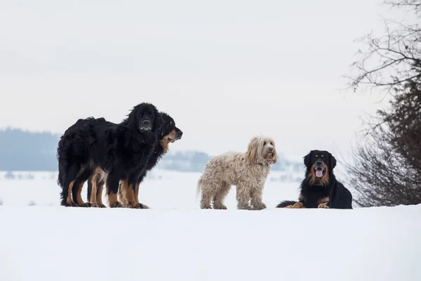 Cães Jogar Parque — Fotografia de Stock