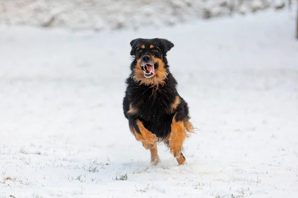 Köpek Hovawart Altın Siyah — Stok fotoğraf