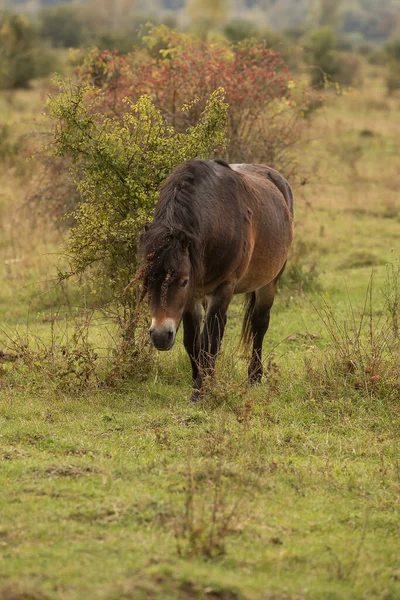 Equus Ferus Przewalskii Mongolian Wild Horse Dzungarian Horse — Stock Photo, Image