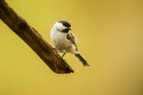 Tit Park Wild — Fotografia de Stock