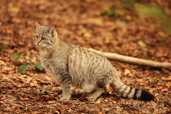 Cute Gray Haired Cat — Stock Photo, Image