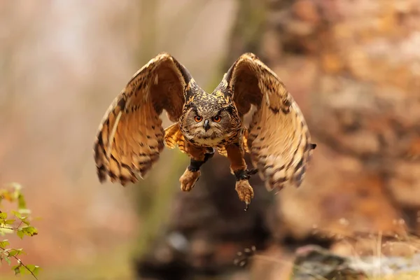 Bird Fauna Owl Close — Stock Photo, Image