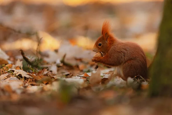 Cute Red Squirrel Sciurus Vulgaris — 스톡 사진