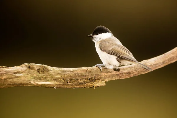 Eurasian Tit Bird Fauna — Foto de Stock