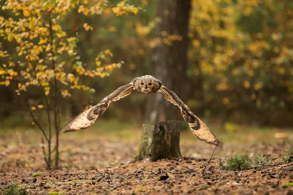 Bird Fauna Owl Close — ストック写真