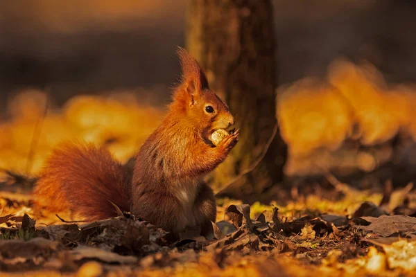 Cute Red Squirrel Sciurus Vulgaris — 스톡 사진
