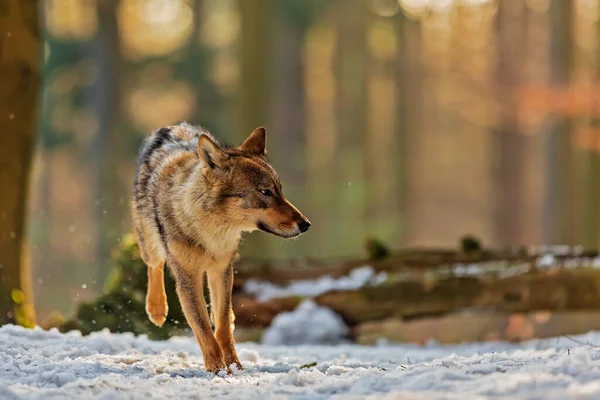 Male Eurasian Wolf Canis Lupus Lupus — стоковое фото