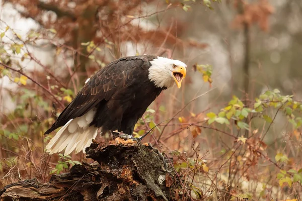 Bald Eagle Portrait Natural Background — Fotografia de Stock