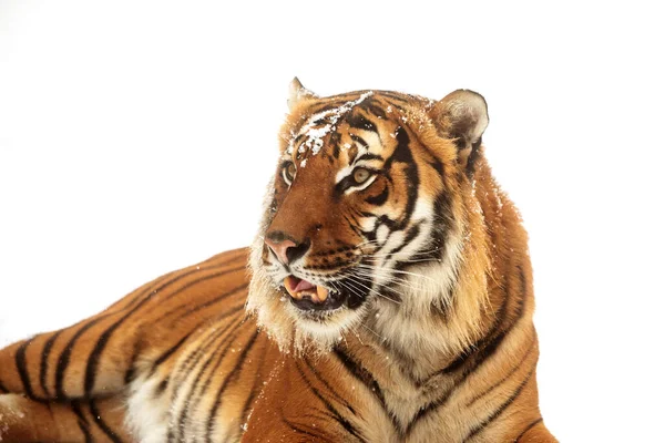 Tiger Wild Nature Winter — Stockfoto