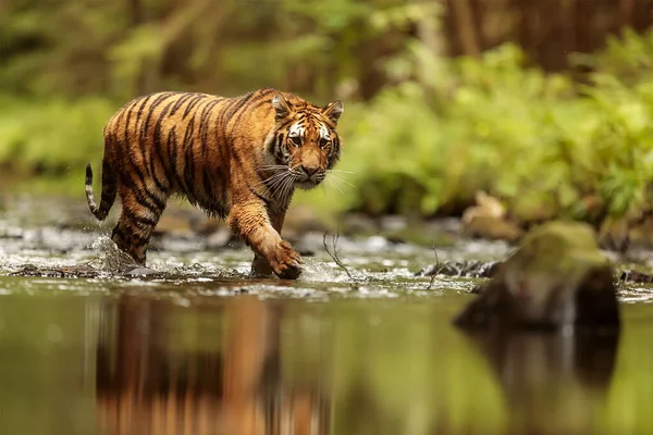 Cute tiger in wild nature