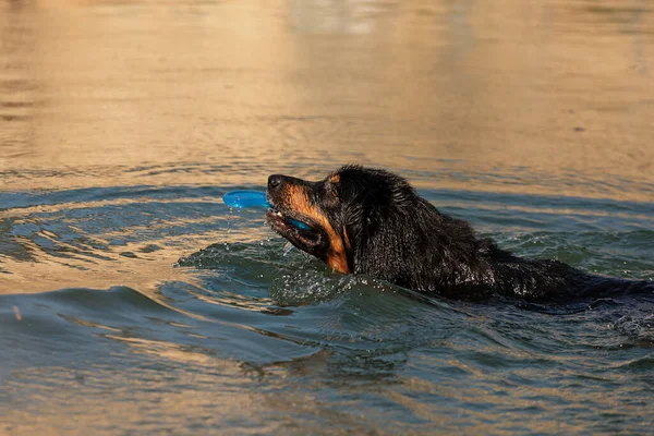 Собака Ховарт Золото Черное Воде Закате — стоковое фото