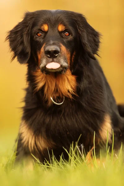 Pes Hovawart Zlato Černá — Stock fotografie