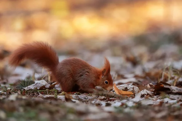 Cute Red Squirrel Sciurus Vulgaris — Stock fotografie