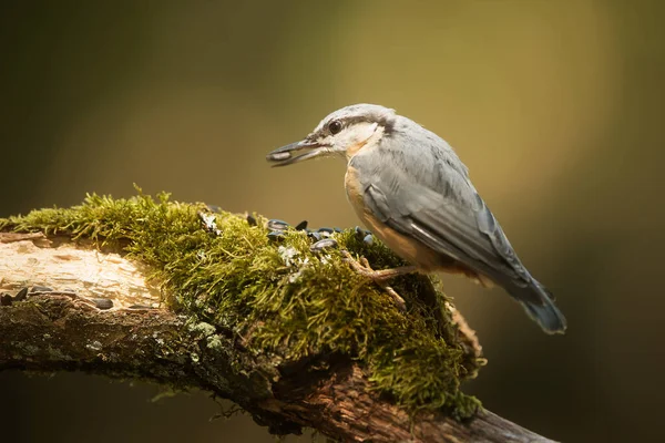 Nuthatch Eurasiatico Sitta Europaea — Foto Stock