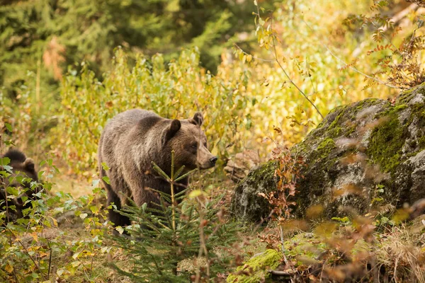Brown Bear Wild Nature — Stock Fotó